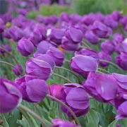 Tulip 'Negrita'